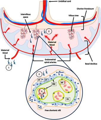 Congenital Transmission of Trypanosoma cruzi: A Review About the Interactions Between the Parasite, the Placenta, the Maternal and the Fetal/Neonatal Immune Responses